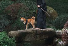 [YITUYU艺图语]2021.10.11 犬侍 老乔[20+1P／223MB]-亿套图