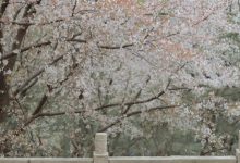 [YITUYU艺图语]2023.03.13 相见欢 知岫[25+1P／372MB]-亿套图