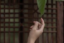 [YITUYU艺图语]2023.04.13 庭有枇杷树 时生[24+1P／339MB]-亿套图